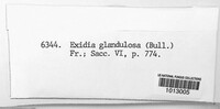 Exidia glandulosa image